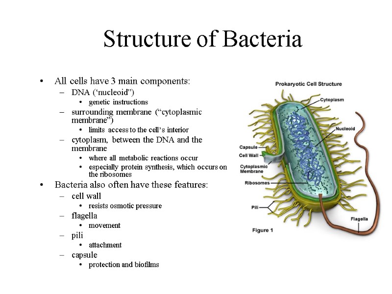 Structure of Bacteria All cells have 3 main components: DNA (‘nucleoid”) genetic instructions surrounding